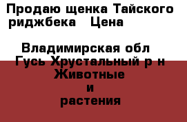 Продаю щенка Тайского риджбека › Цена ­ 20 000 - Владимирская обл., Гусь-Хрустальный р-н Животные и растения » Собаки   